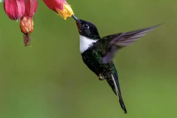 collared inca hummingbird - Birds of Machu Picchu Peru