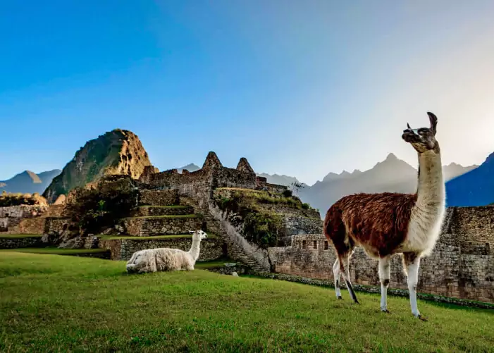 flora y fauna en machu picchu