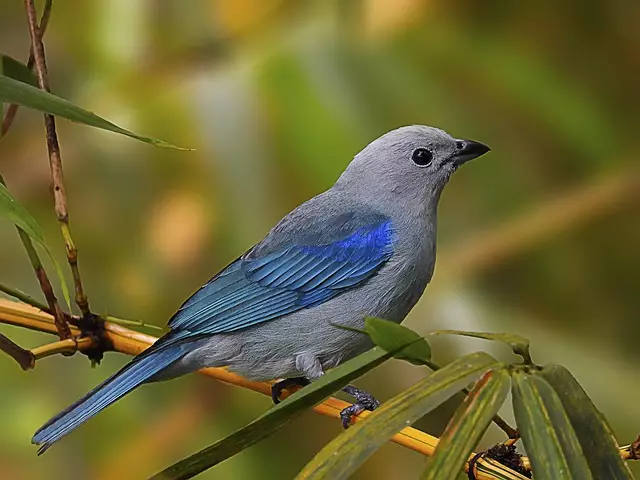gray and blue tanager - Birds of Machu Picchu Peru