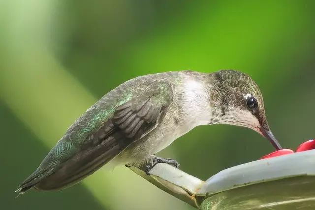 green and white hummingbird