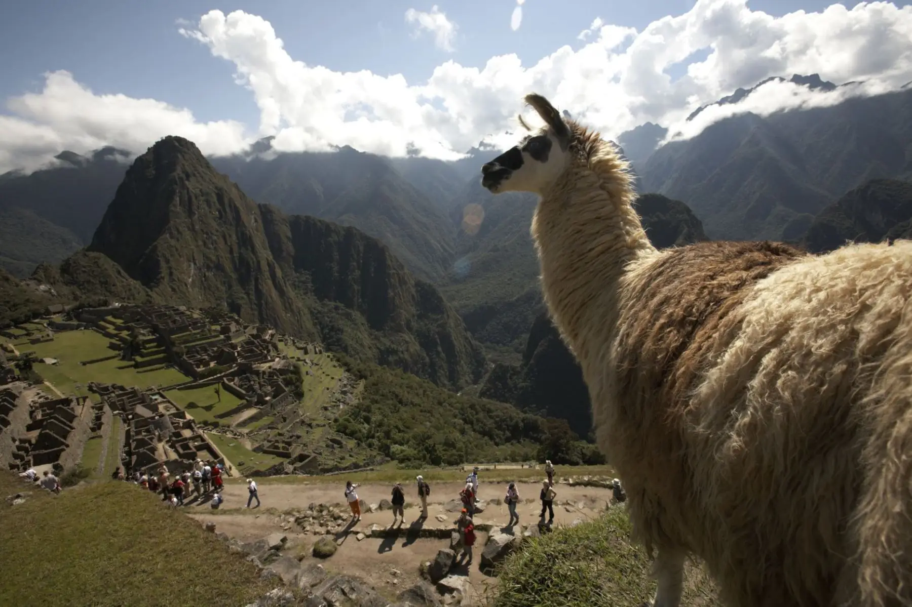 llama