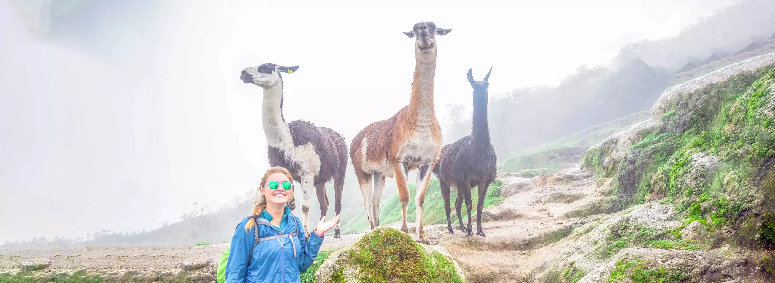 La Llama, la vicuña y la Alpaca: Especies típicas y significativas de Machu Picchu