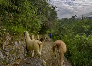 La LLama y La Alpaca