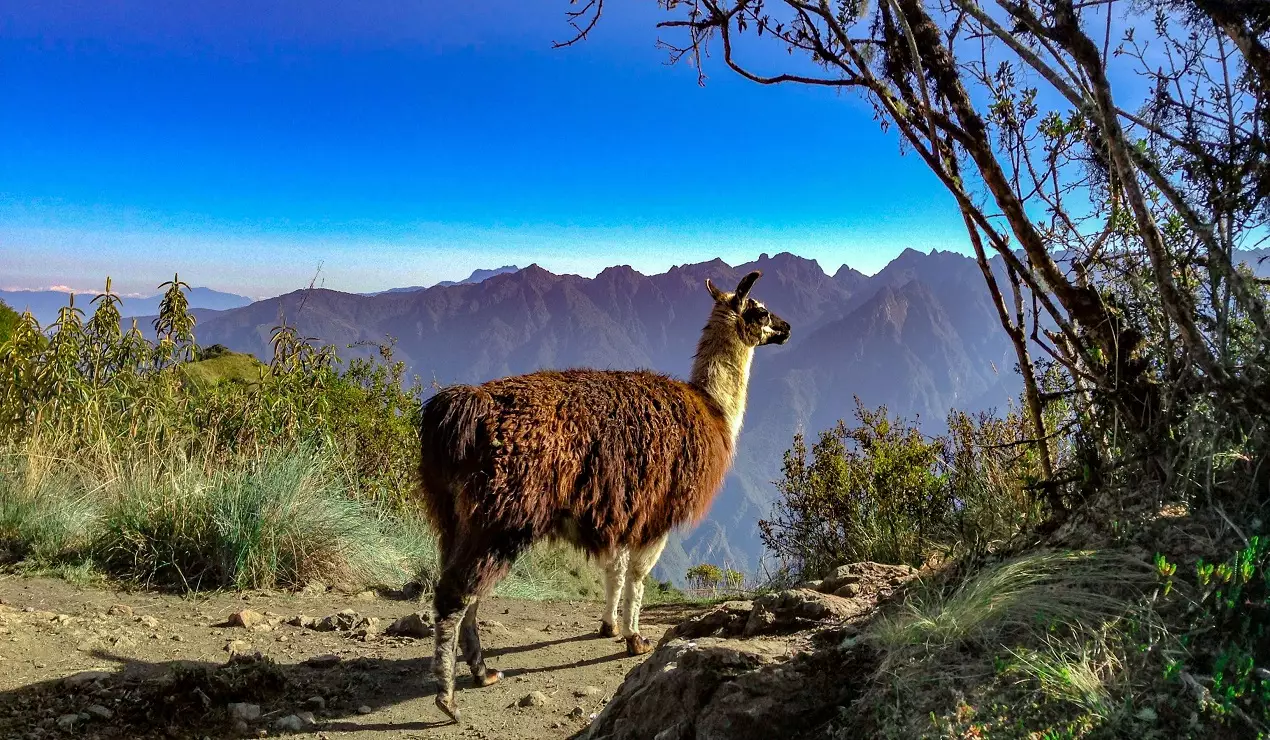 La llama andina