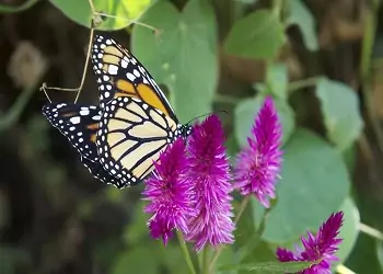 mariposas en Machu Picchu