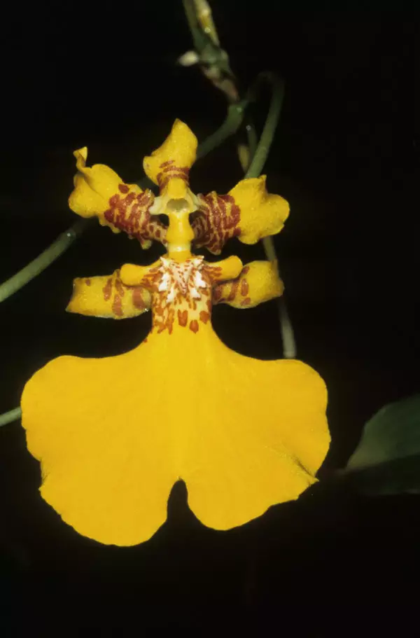 Oncidium scansor - Orchids of Machu Picchu Peru
