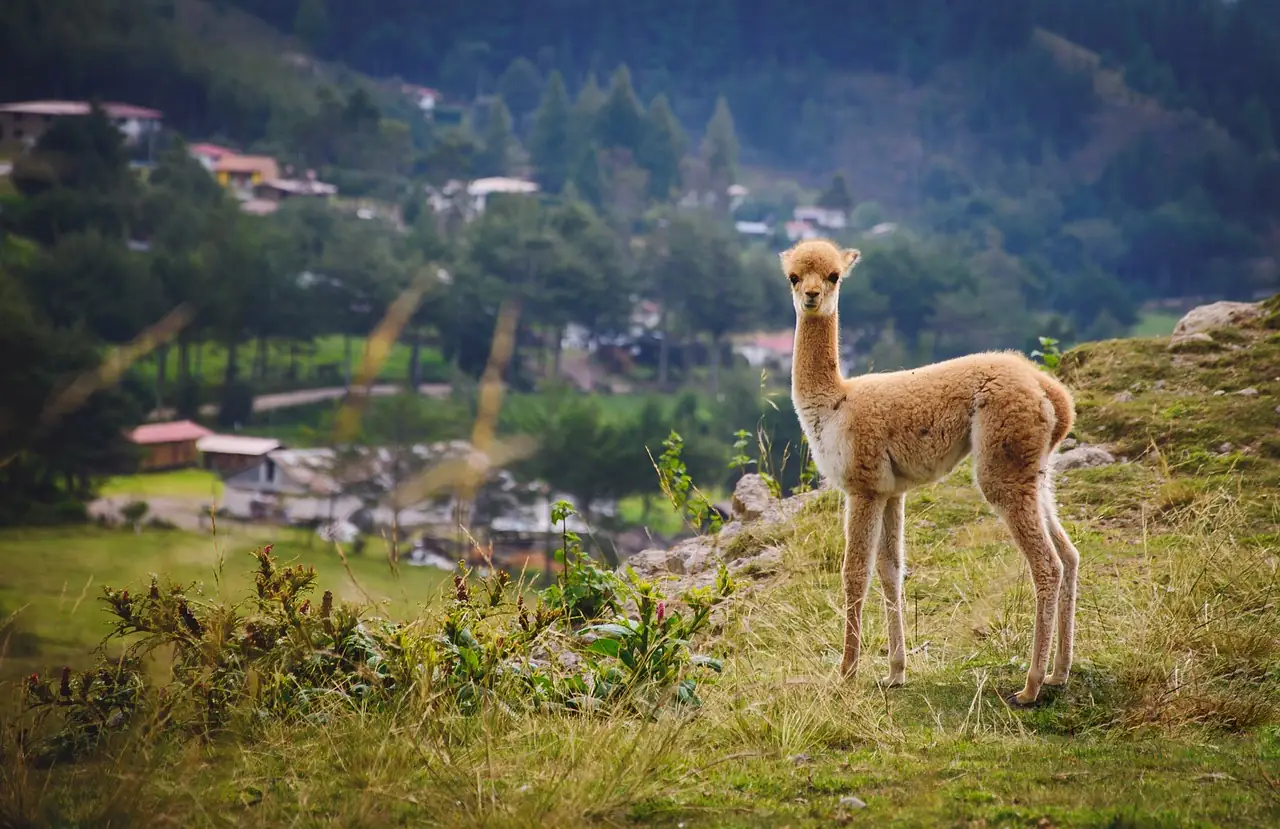 Vicuñas