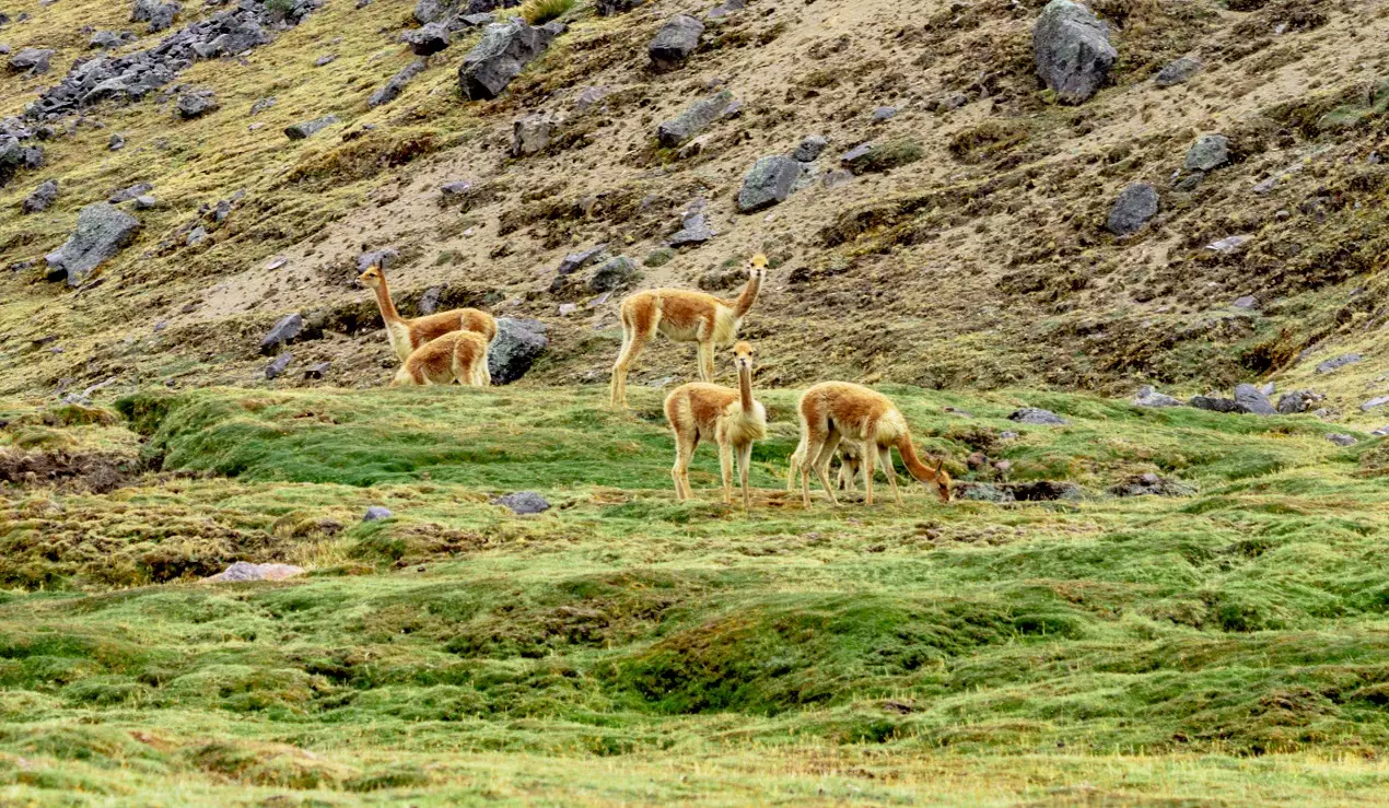 La vicuña andina