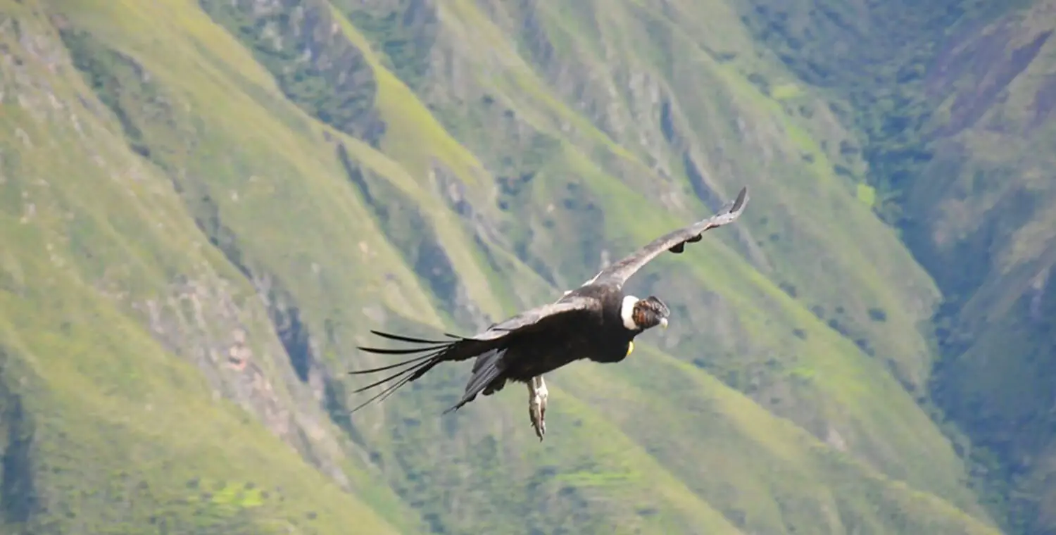 vuelo del condor andino
